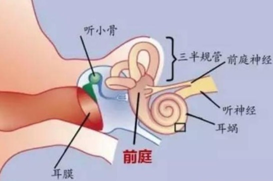 头晕头痛|为什么有人会晕车竟然是这个器官在“捣乱”，可惜你还不知道