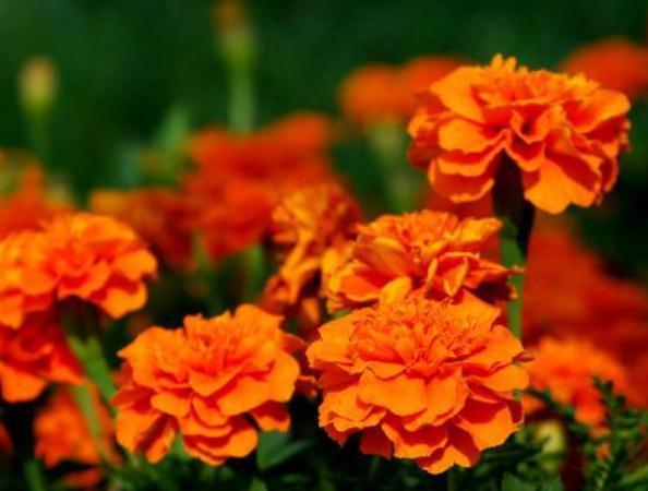 养盆“孔雀花”，一碰土就疯长，浇点水能开花，一年四季大又艳