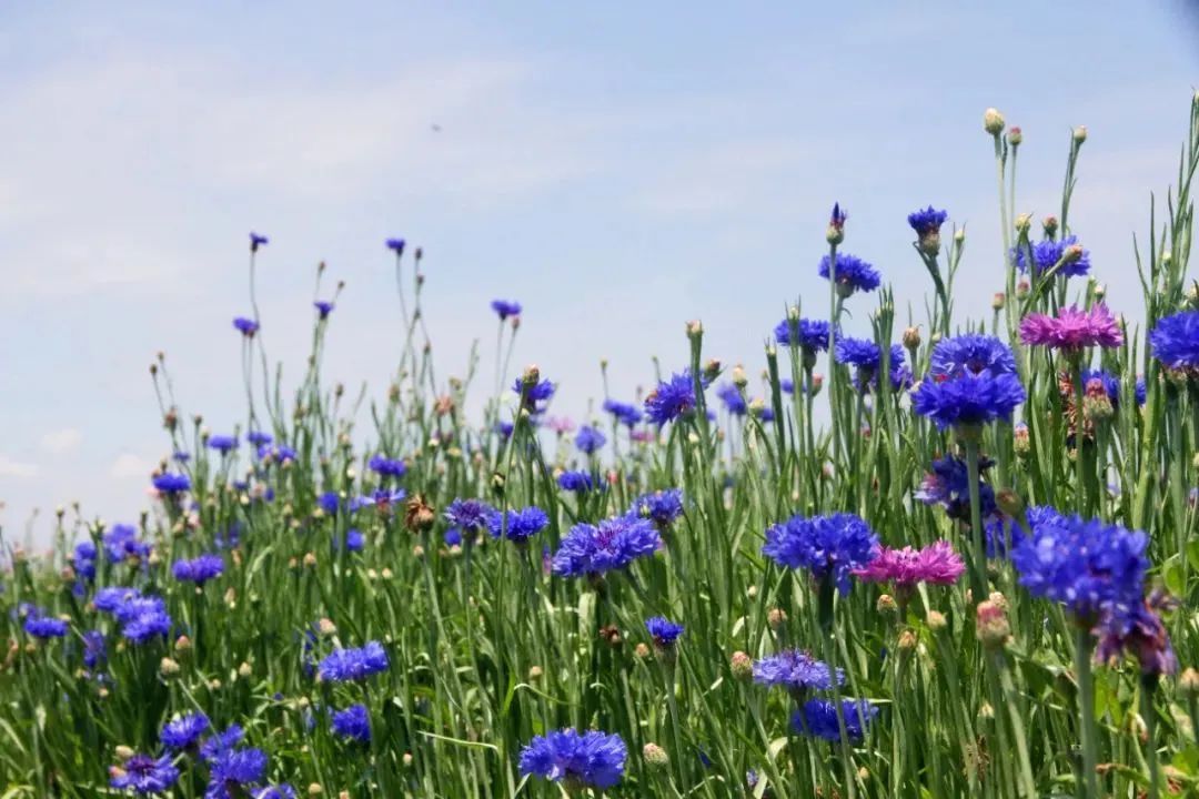 花海 “玉”见最美花海