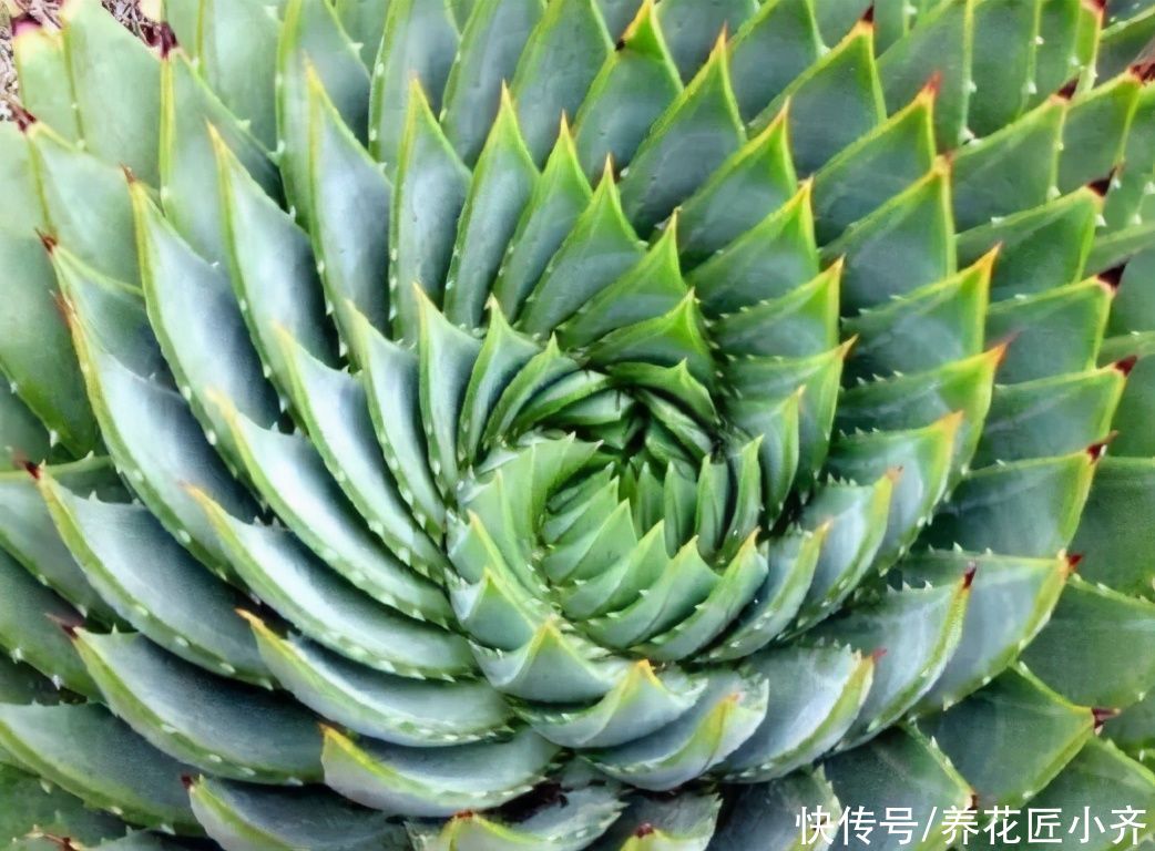 让你看了“眼发晕”的芦荟,它是芦荟中的“女王”,想养谨记2点