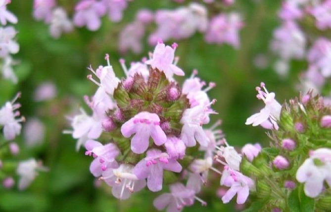 此花被罗马人称为神圣之草,泡水可增强记忆,可用来表达爱意