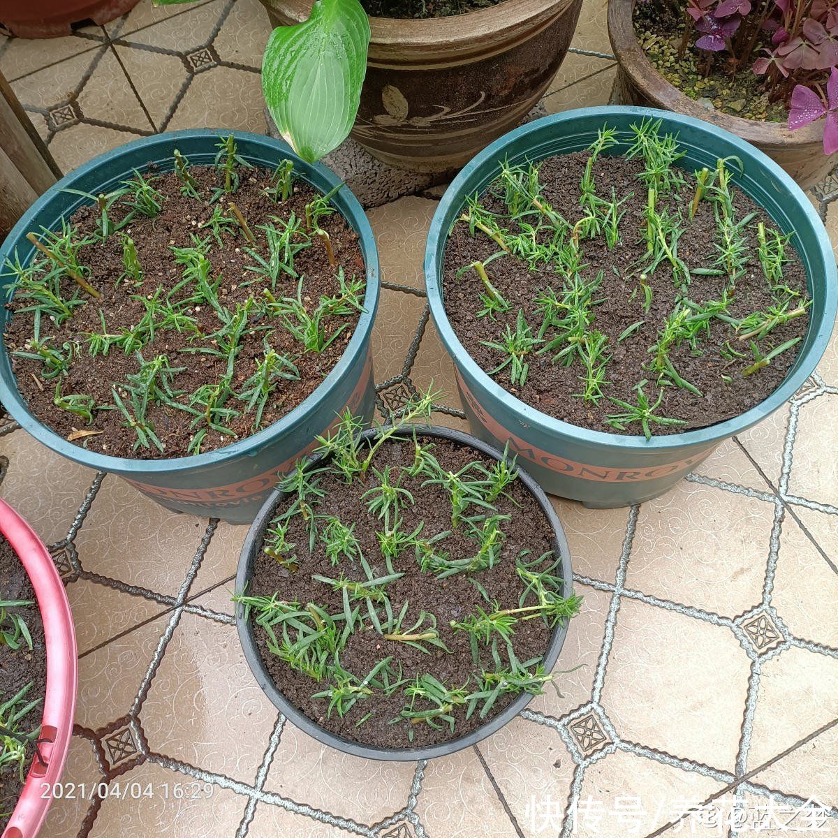 狗牙根|秋天扦插5种花，呼呼冒出“狗牙根”，明年春天就开花