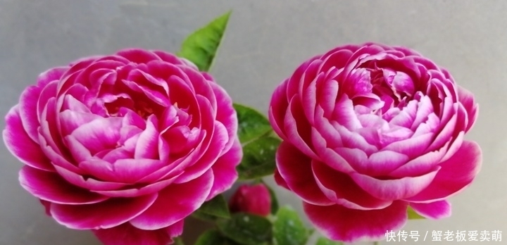 月季花|要养月季,推荐这9个品种,开花多多,又美又香,一年四季有花赏