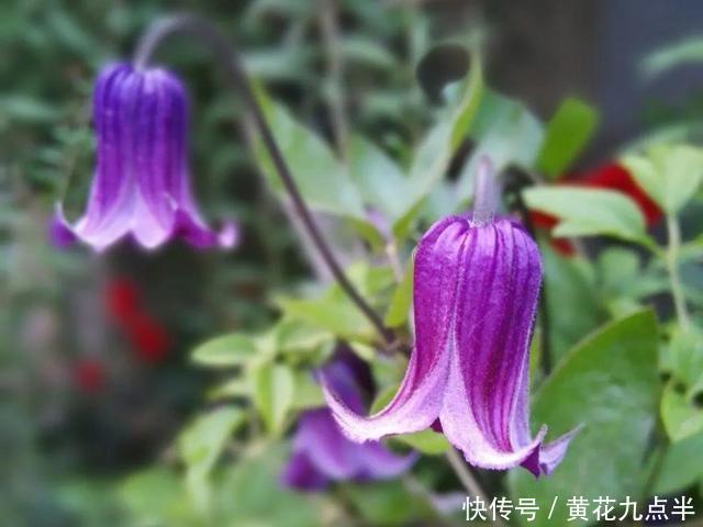 1种花现在剪，芽窜得更多，开出整面大花墙