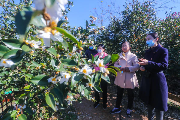 光山|光山：油茶花开引客来