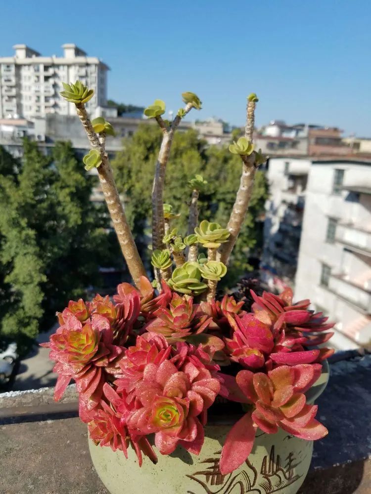 养肉三年，分享养肉经验，谈谈适合逆开挂区的多肉！