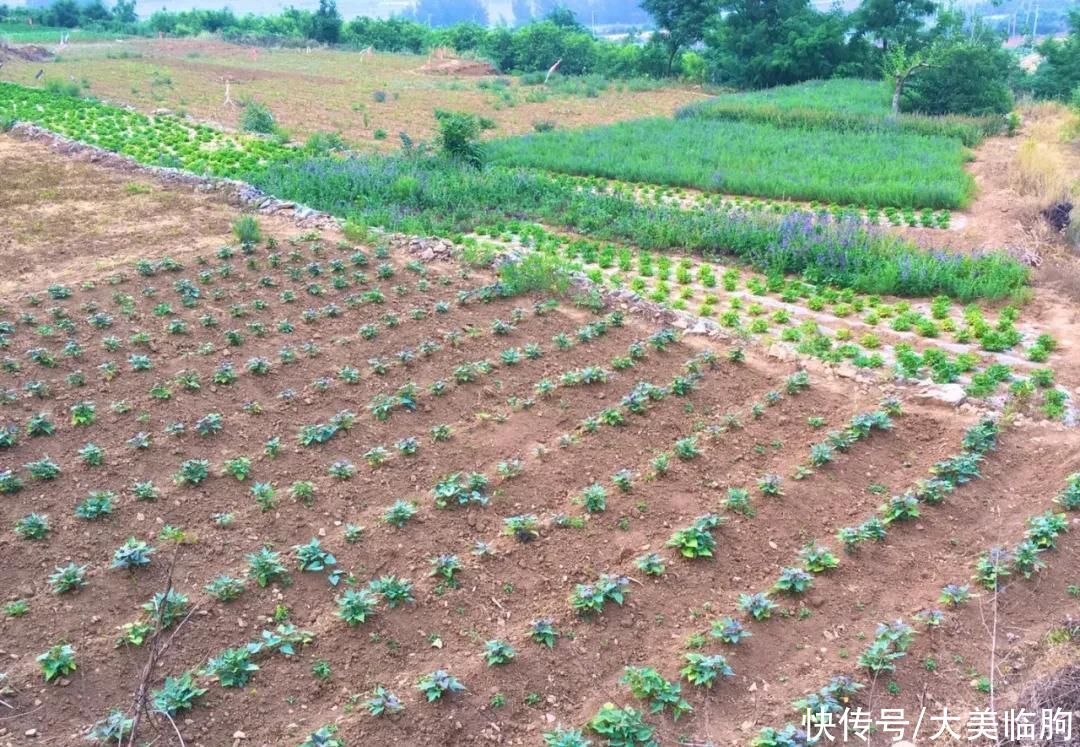 黄山脚下的美丽乡村——桥沟村