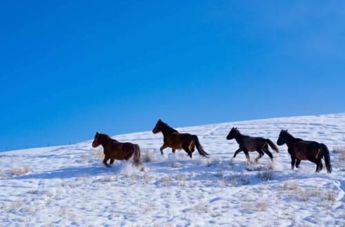 【图说新疆】新疆玛纳斯：蓝天映白雪 云雾绕雪山