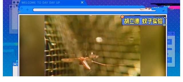 小姐姐|新版《天天向上》揭秘蚊子为啥不会被雨点砸死 大张伟：蚊子雨休