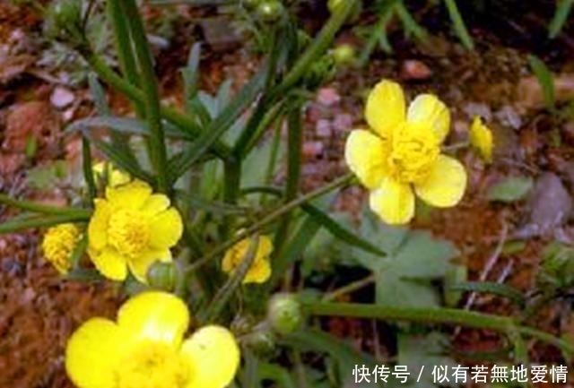 清道夫|农村这种草很常见,被人们称为“人体的清道夫”,遇见记得采摘