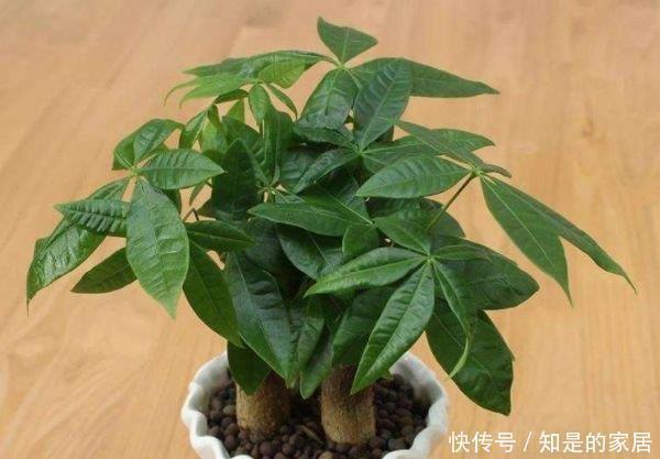 叶片|四种花不怕水,越浇长得越旺,松松长到爆盆,叶片肥壮绿油油