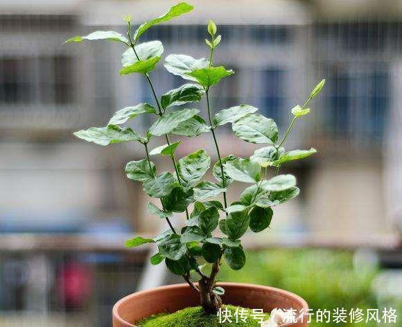 养花|养花这样施肥,事半功倍,啥花都长的倍棒!