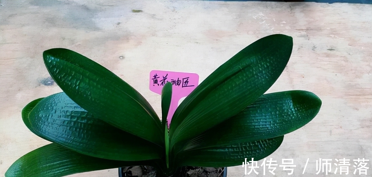 温差|想要君子兰在12月能孕蕾开花,做好这几件事,天冷就能蹿花箭