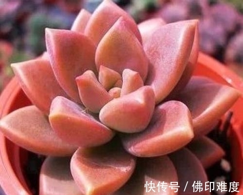 多肉植物|家里养多肉植物，掌握4个要点，立马变精神，叶片饱满上色美！