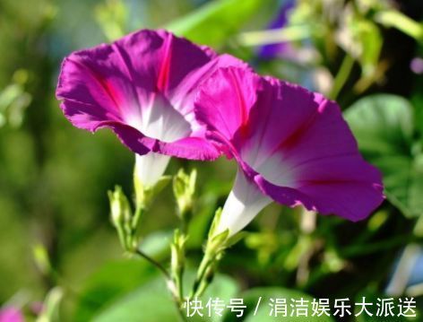 婀娜|喜欢玫瑰，不如养“珍贵玫瑰”安妮公主，丰腴婀娜，芳姿耀眼