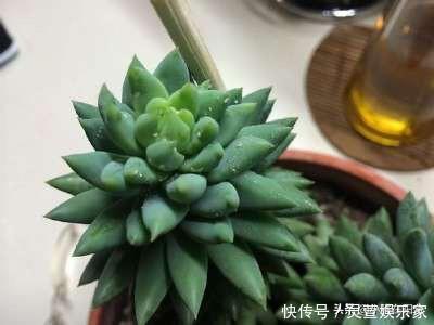 黑虫|多肉长虫了怎么办3个小方法,虫子一个都不见,叶片又肥又美