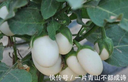 奶奶在花盆里种“鸡蛋、香蕉”,种一次能吃5个月,邻居都来学习