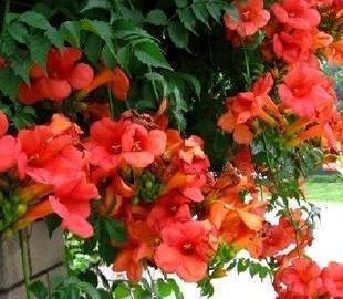 熟悉而陌生的“凌霄花”,掐个枝埋花盆,几年吃掉你的房,太猖狂