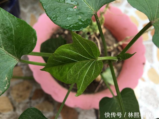 红薯|秋天剪下1根红薯藤,插盆土里,一个冬天吃不完,收获一茬又一茬