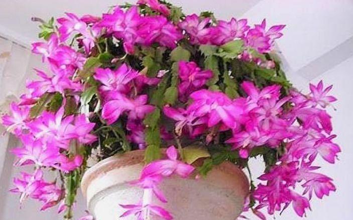 藤本|好养易活的几款花,沾点水就疯长,开花勤还爱爆盆,全年开花不停