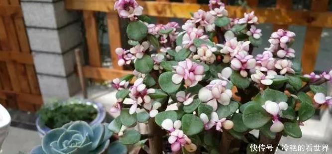 养花就养君子兰金枝玉叶这两非常好养,寓意还非常吉祥