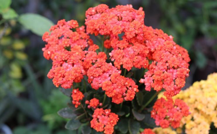 长寿花出现3个“症状”,赶紧拿起剪刀,因为修剪才能“保命”