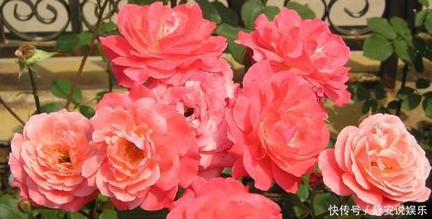 生长|几个小妙招,让月季冬季爆芽,爆花停不住