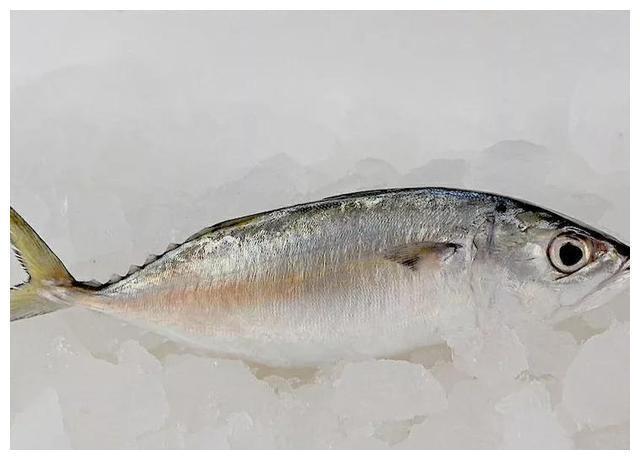 金枪鱼|入秋后,如果不差钱,记得给孩子吃5种深海鱼,DHA含量高