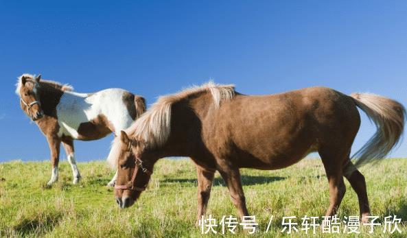 旗开得胜|惹不起的生肖羊、生肖马、生肖兔，9月处处得贵人，事业青云直上