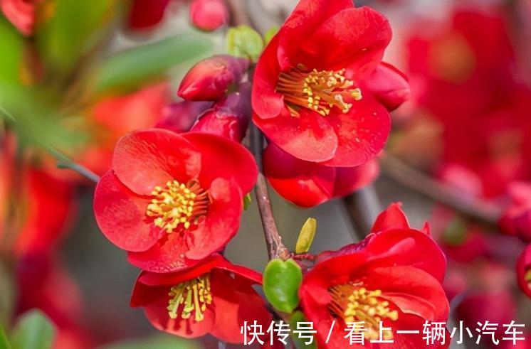 这种木瓜开花挺好看了,做成盆景搬回家