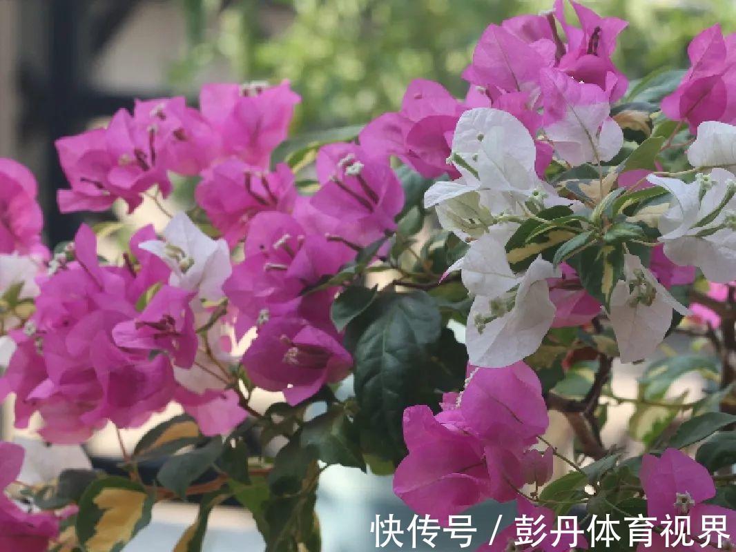 叶子|十月养这花，撸叶子、少浇水，10天冒出大花苞！