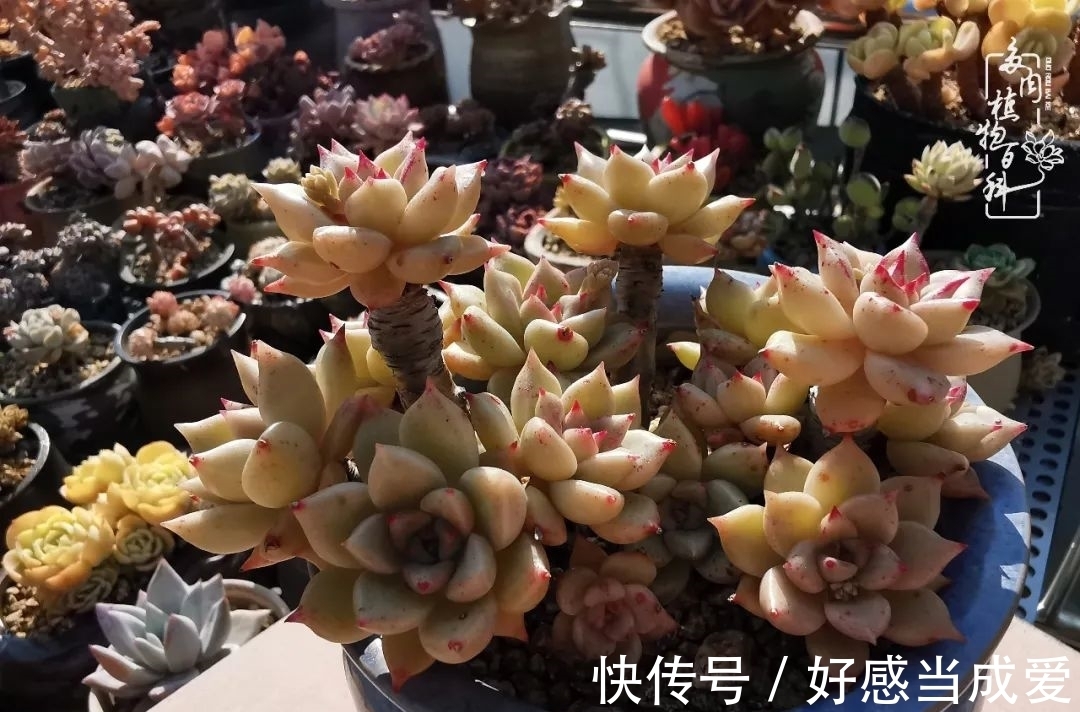 治愈之“肉”:愿所有的养肉人都被这些“胖子们”治愈