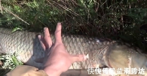 拿着鱼叉在河边等待,突然就跳入水中,结果叉中了一大鱼,厉害了