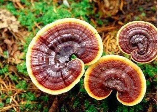 鸟胺酸脱羧酶|肝不好,多用“它”泡水喝,排毒又养肝,肝脏一天比一天好