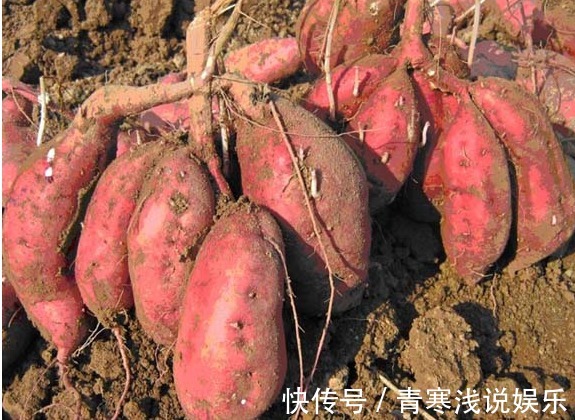 藤蔓|被誉“长寿食品”的红薯,减肥瘦身,只需四点,收获高产的红薯