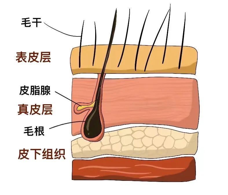 头发$真的可能一夜白头吗？