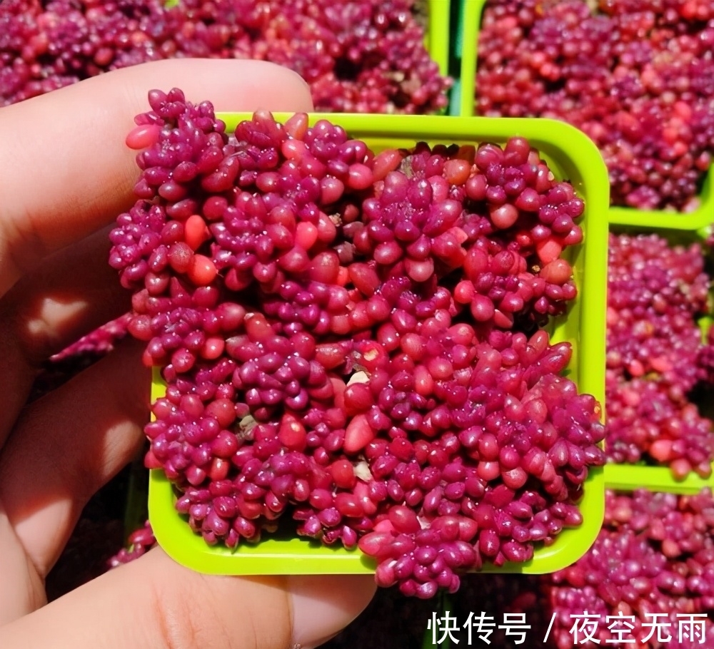 养殖|2种容易爆盆的多肉,这样养,状态更加好