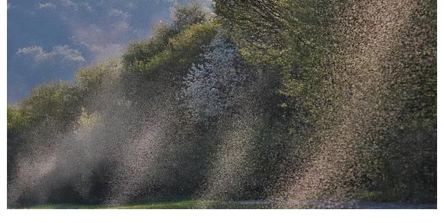 小姐姐|新版《天天向上》揭秘蚊子为啥不会被雨点砸死 大张伟：蚊子雨休