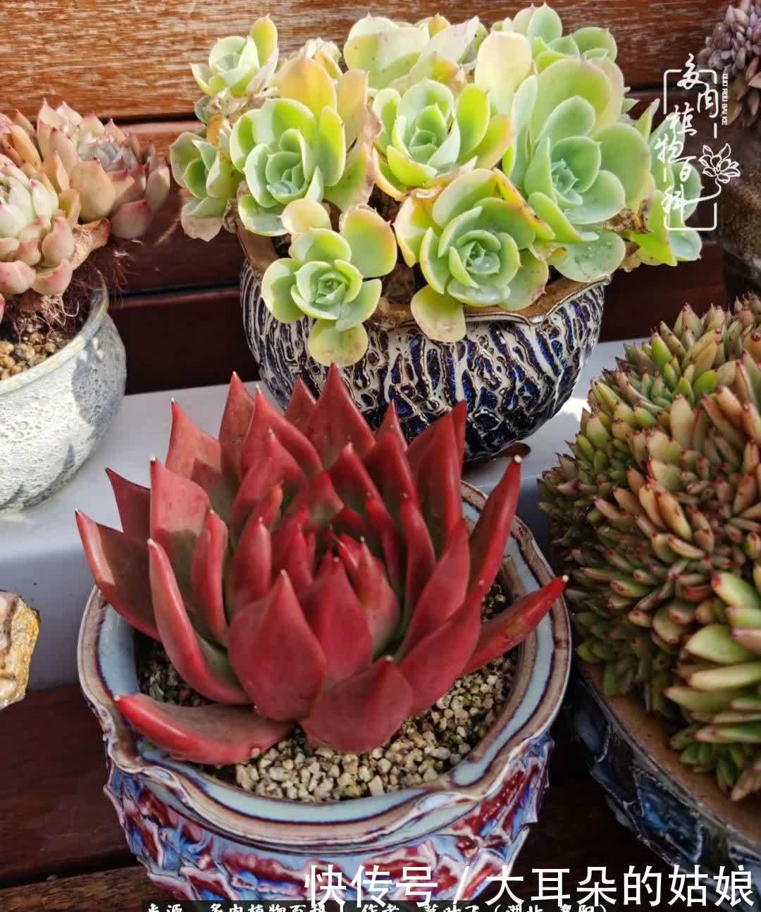 春暖花开,万物复苏,多肉迎来最美时光!