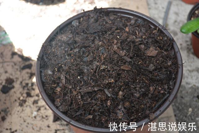 松针土|秋天养君子兰，盆土里加点它，叶片蹭蹭长爆盆，一盆开花30朵