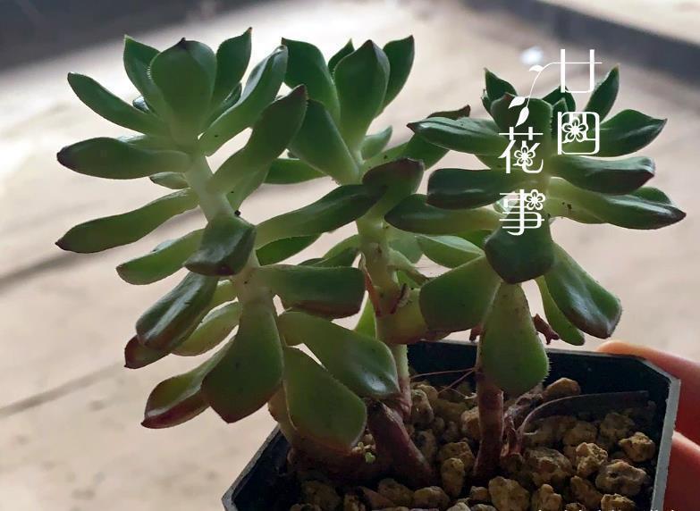 多肉|浇水太勤快,多肉长成“豆芽菜”?简单2方法,又萌又胖美回来!