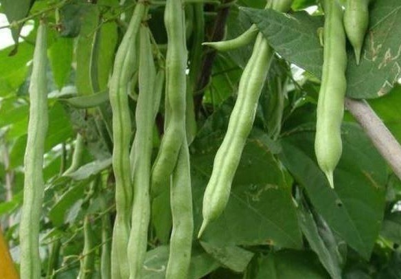 几种家常菜,还是白血病的“温床”,多数人不