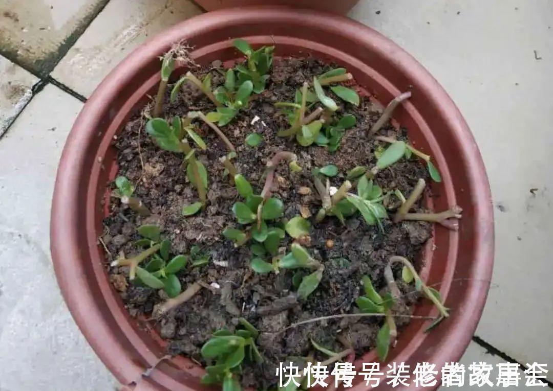 花量|6种花别养老桩,越老越不开花,赶紧扦插备份