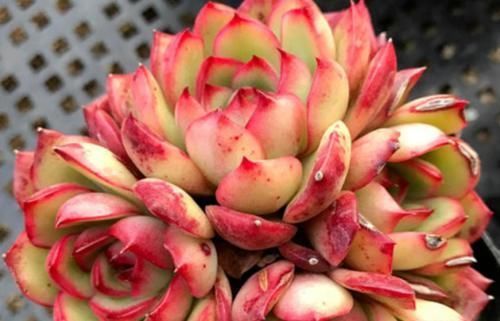 冬天|多肉宝丽安娜长期带红边,冬天稍微晒一下太阳叶片血红,你不养一棵吗?