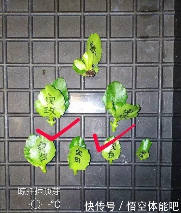 长寿花扦插8大步骤,一盆变十盆,超轻松!长寿花扦插8大步骤,一盆变十盆,超轻松!