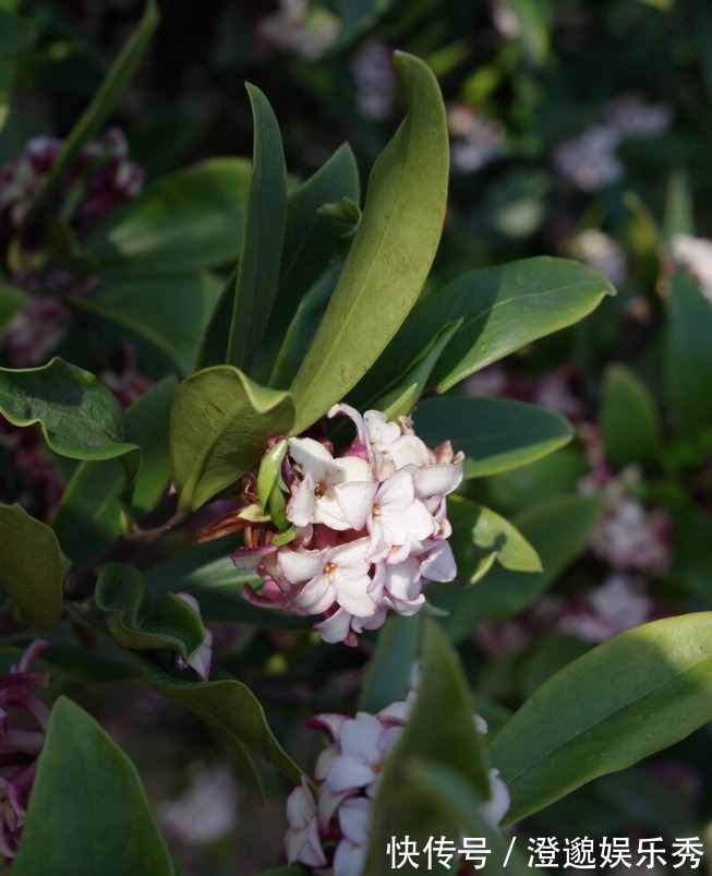 喜欢养芳香花卉的人,客厅只养一盆“夺香花”,好闻又大气