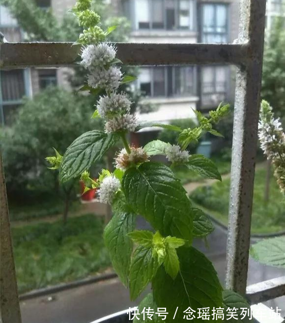 薄荷不仅可以食用观叶,这种薄荷清热解毒,还能一团团的开花