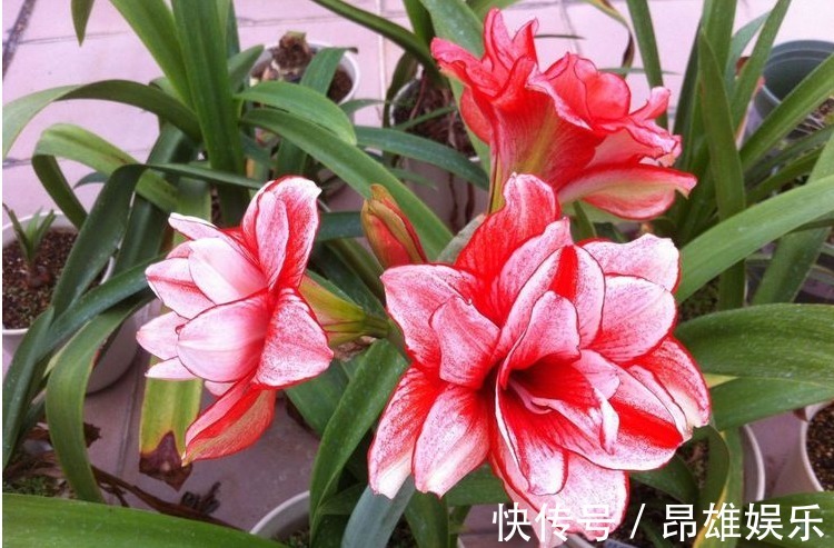 自家养的朱顶红老是不开花,照以下几个方法养,花开不断!