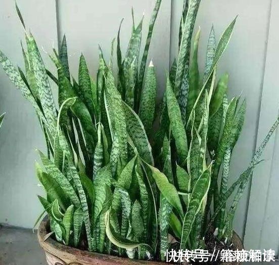营养物质|厨房这些东西用来养虎皮兰，很快长出侧芽一盆变几盆，省钱又方便