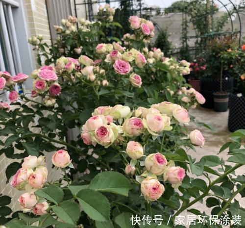 夏天|夏天养月季,4个误区及时了解,以免花花黄叶掉花苞